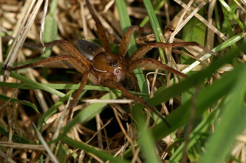 Dolomedes_plantarius_D5154_Z_89_Canal du Nivernais_Frankrijk.jpg